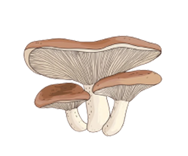 Reishi