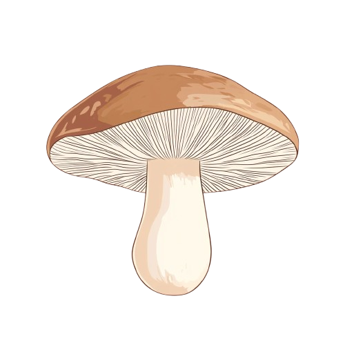 Shiitake