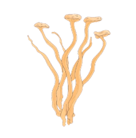 Cordyceps