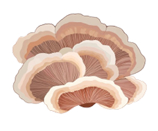 Turkey Tail